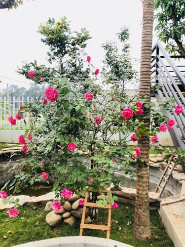 Ninh Binh Brother's Homestay