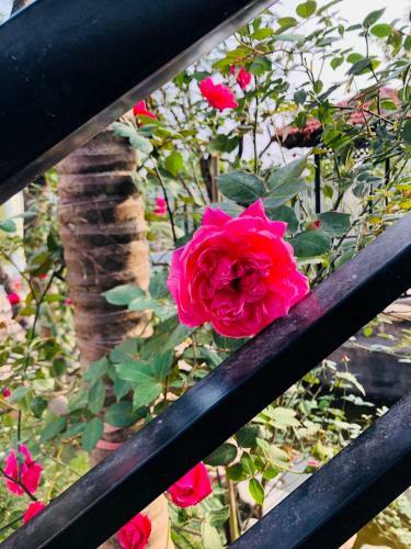 Ninh Binh Brother's Homestay