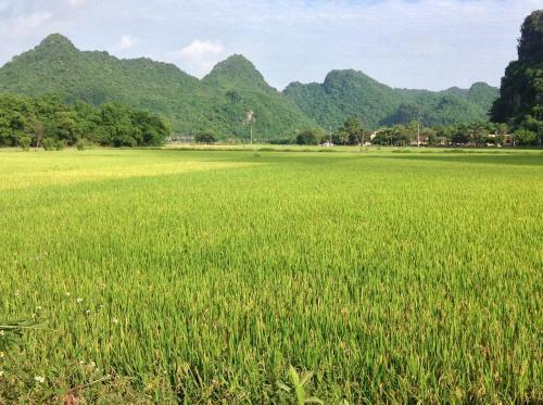 Tam Coc Eco House