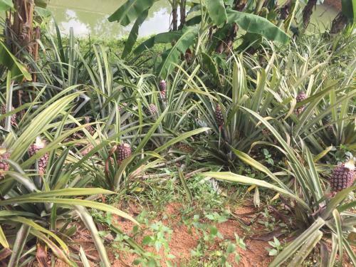 Lodge Phong Nha Rice Field Homestay