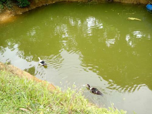 Lodge Phong Nha Rice Field Homestay