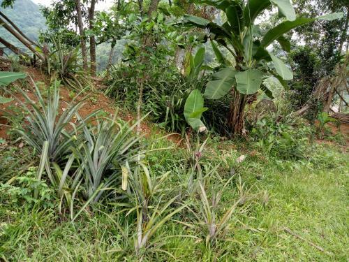 Lodge Phong Nha Rice Field Homestay