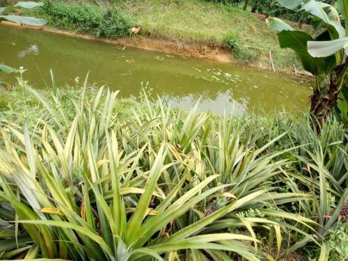 Lodge Phong Nha Rice Field Homestay
