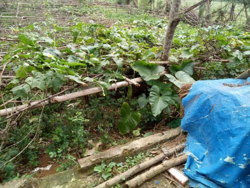 Lodge Phong Nha Rice Field Homestay