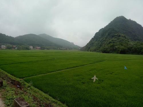 Lodge Phong Nha Rice Field Homestay