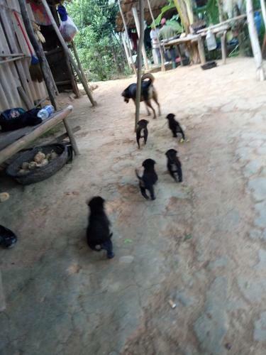Lodge Phong Nha Rice Field Homestay