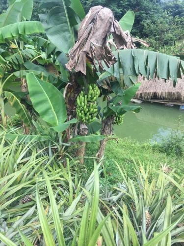 Lodge Phong Nha Rice Field Homestay