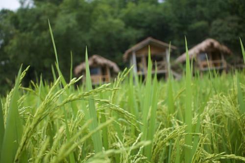 Little Mai Chau Home Stay