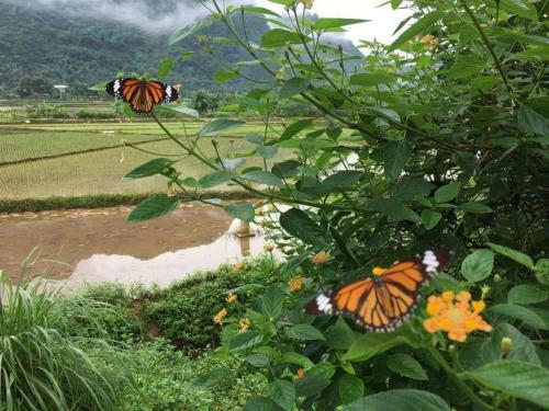 Little Mai Chau Home Stay