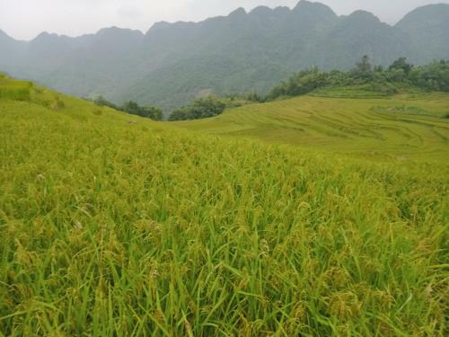 Truong Huy Homestay