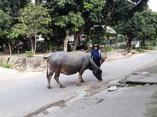 Truong Huy Homestay