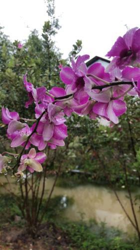 Bed & Breakfast Bungalow Yen Trinh