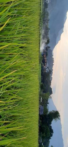 Hung Mai Homestay