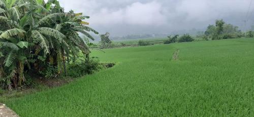 Hung Mai Homestay