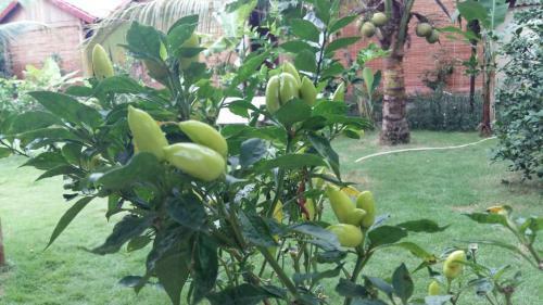 Coconut Homestay