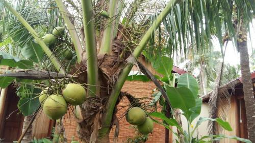 Coconut Homestay
