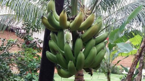 Coconut Homestay