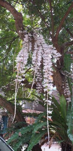 Linh Soi Homestay