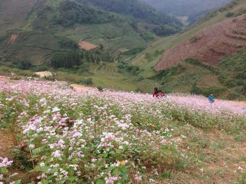 Sa House Bac Ha