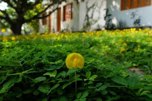 Agroturismo Dao Hoa Vang Villa