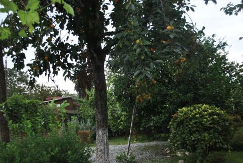 Bed & Breakfast Rosemarine Hotel