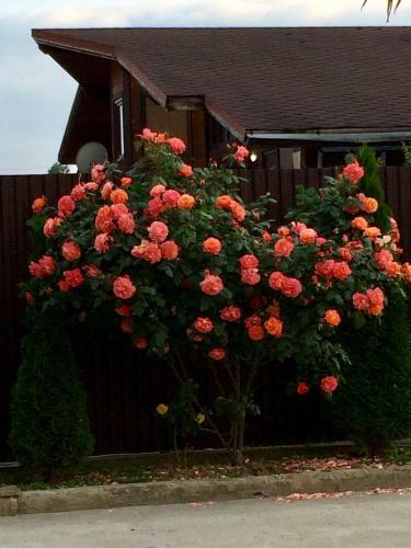 Hostal Uyut Guest House