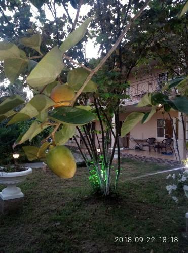 Hostal Guest House Mihalych