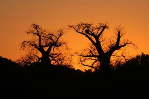 Baobab Hill Bush House