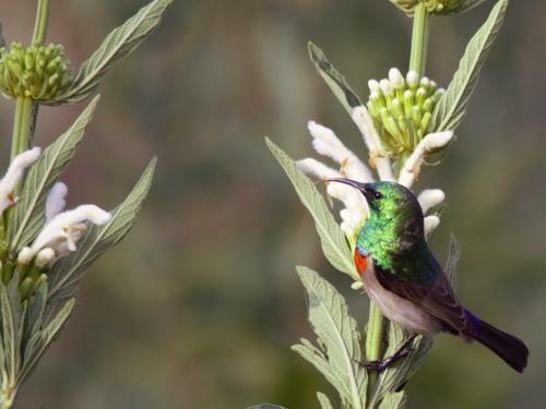 Cederkloof Botanical Retreat