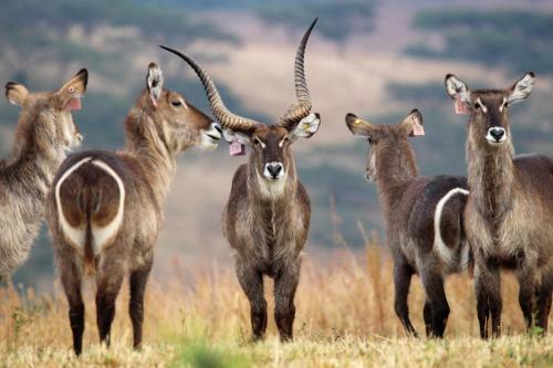 Lodge Kwaggashoek Game Ranch