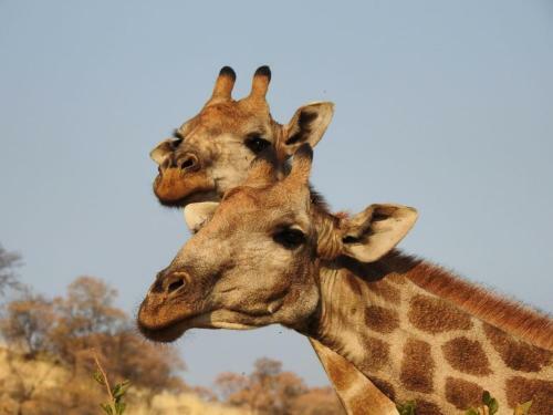 Tented Adventures Pilanesberg