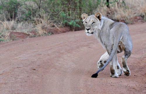 Tented Adventures Pilanesberg