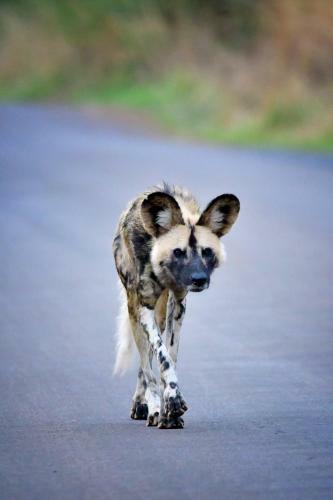 Tented Adventures Pilanesberg