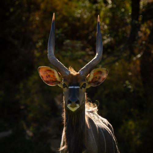 Wildehondekloof Game Lodge