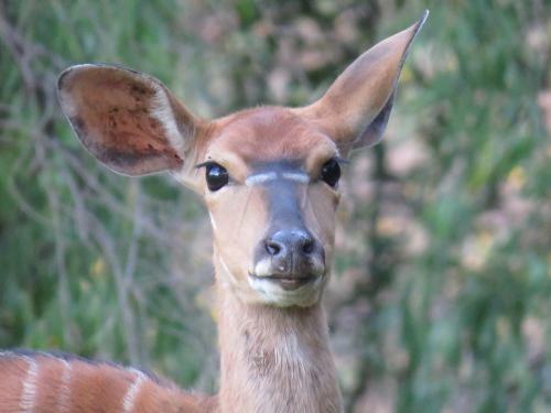 Wildehondekloof Game Lodge