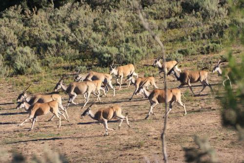 Wildehondekloof Game Lodge