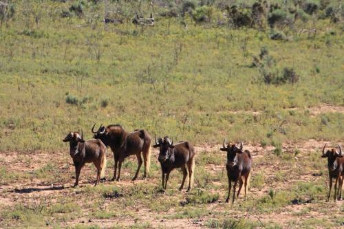 Wildehondekloof Game Lodge