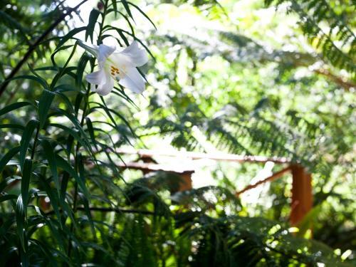Hostal Andelomi Nature's Rest