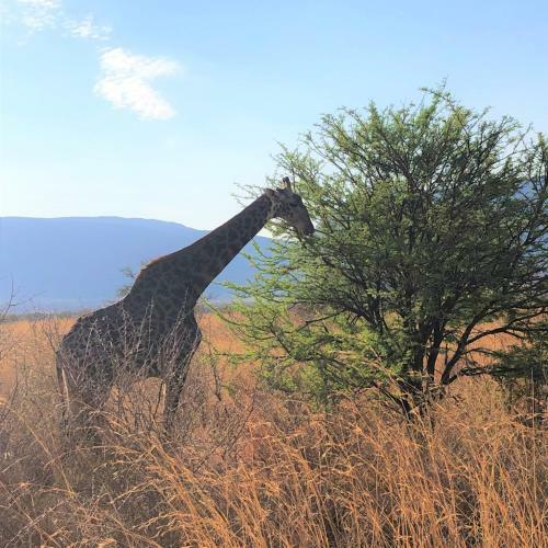 Honeyguide Tented Safari Camps - Ranger