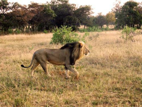 Honeyguide Tented Safari Camps - Ranger