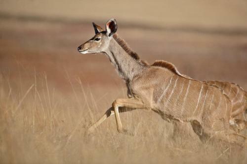 Hotel Ezemvelo Nature Reserve