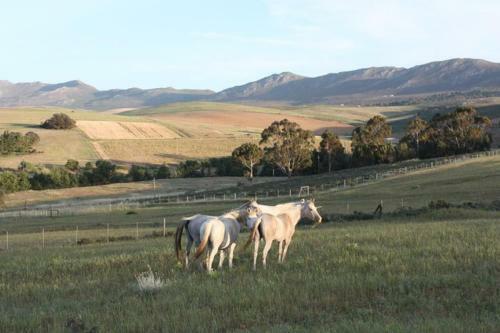 Agroturismo Shabach Farm
