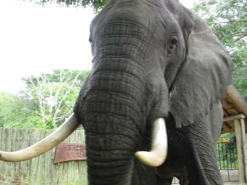 Tembe Elephant Park Lodge