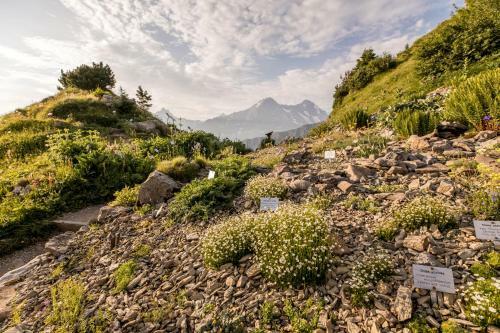 Berghotel Schynige Platte