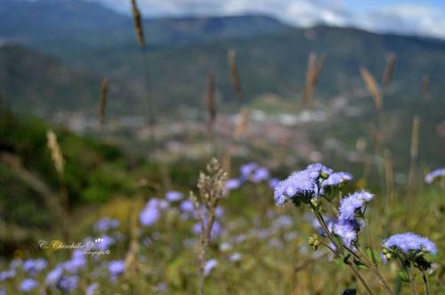 Caba�a Del Valle Labrador
