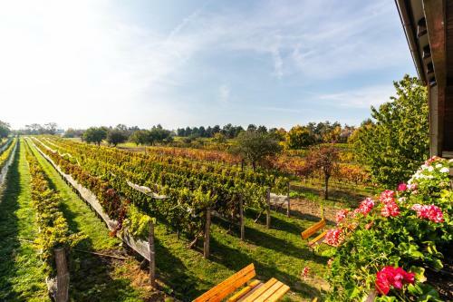 Hostal Vina?stv� V�mola