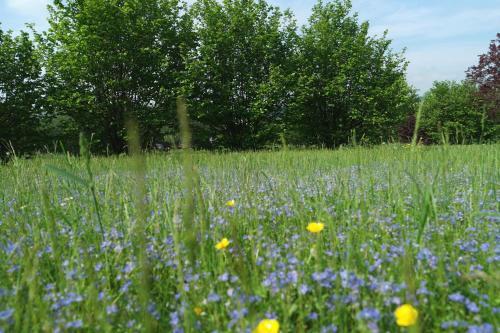 Apartamento Ferienwohnung Blaumeise