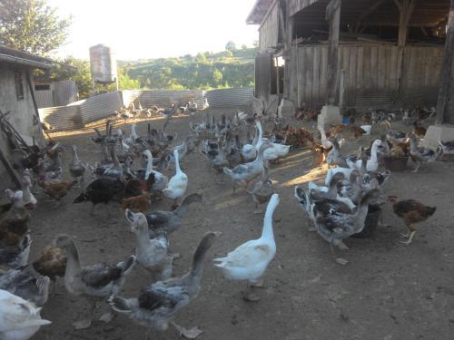 Production Fermi�re de La Blaye