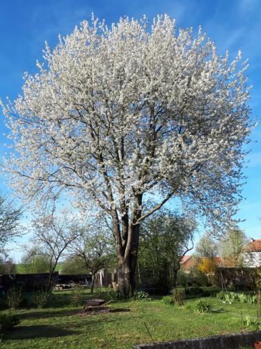 Bed & Breakfast Les Jardins de La Grange