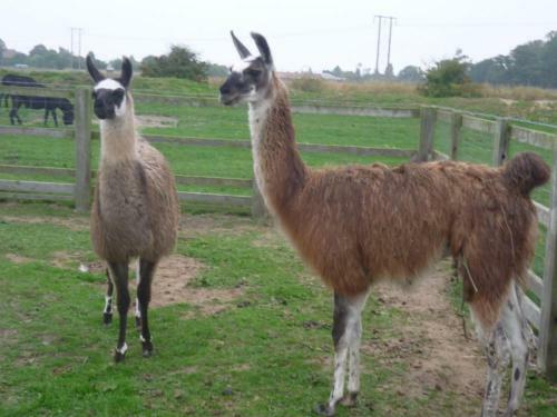Barmston Farm